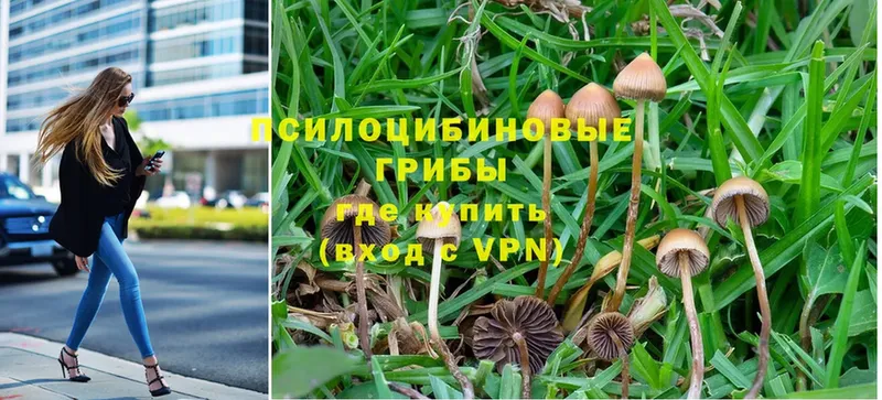 Псилоцибиновые грибы Magic Shrooms  Видное 